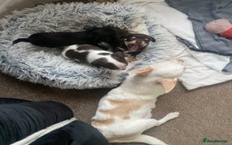 Chihuahua dogs for sale: Chihuahua - Full breed puppies - Image 7