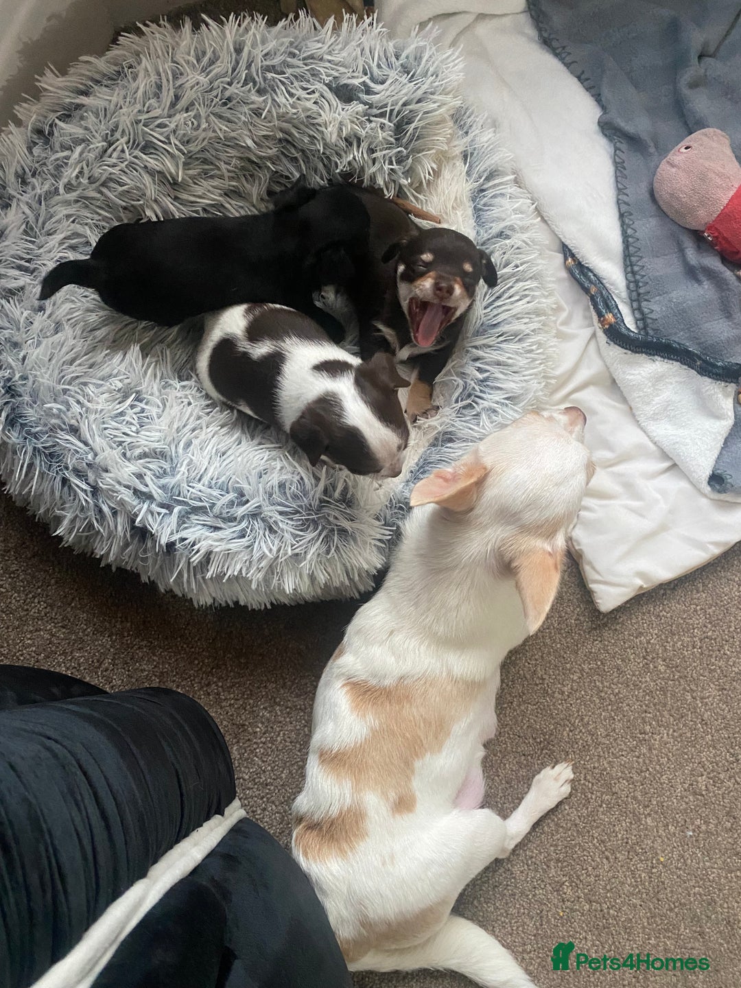 Chihuahua dogs for sale: Chihuahua - Full breed puppies - Image 7