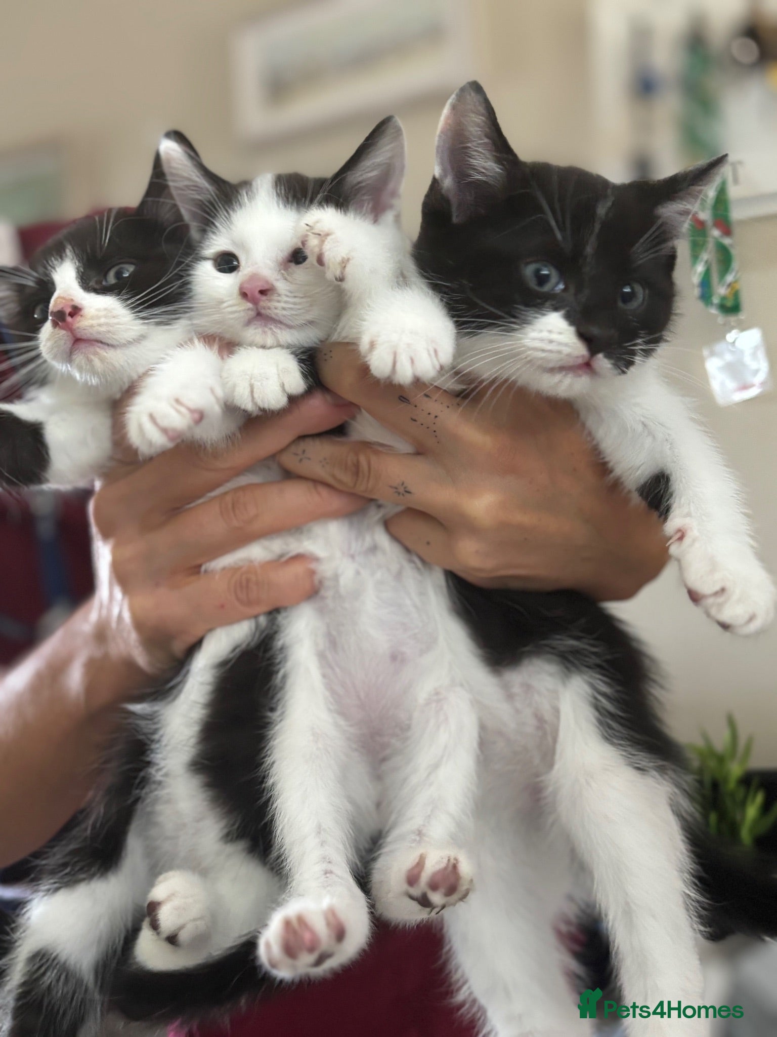 Mixed Breed cats Fluffy black and white kittens  - Advert 2