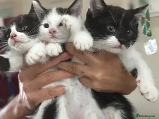 Mixed Breed cats Fluffy black and white kittens - Advert 3