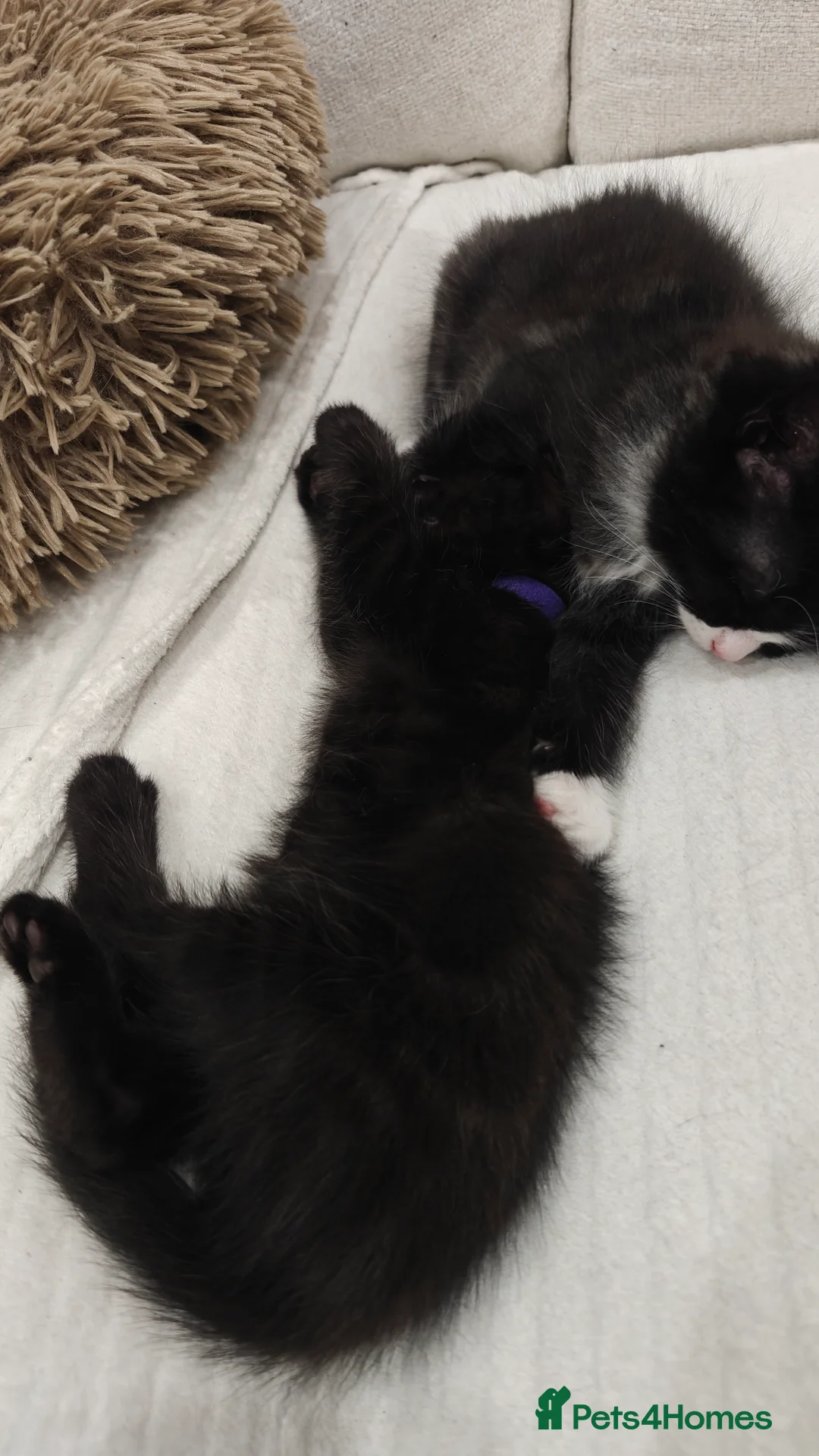 Ragdoll cats for sale: Ragdoll mix  - Advert 26