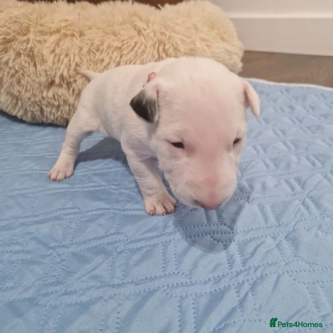 Bull Terrier dogs for sale: Bullterrier  - Advert 4