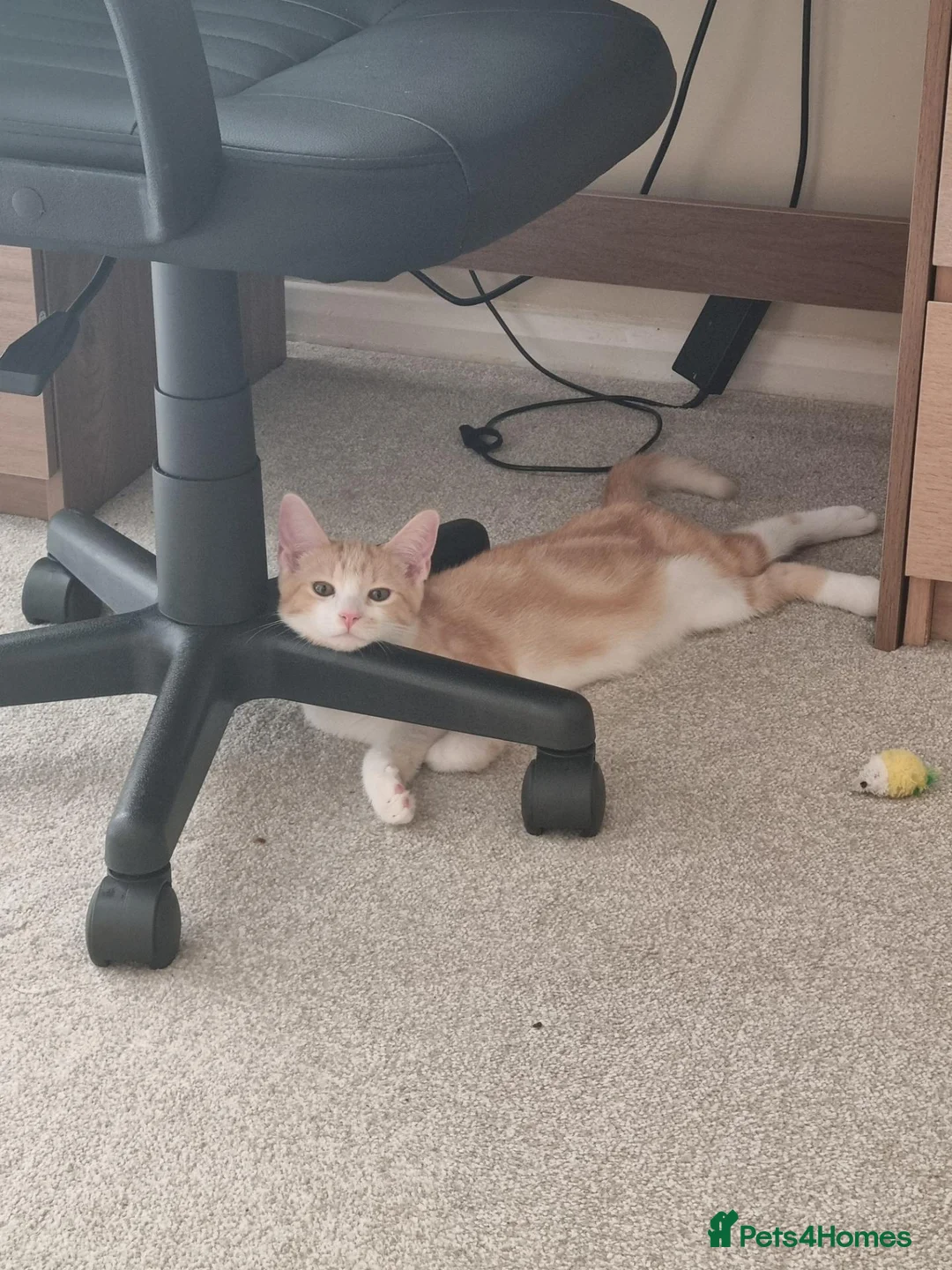 Mixed Breed cats for sale: Ginger White Male part Ragdoĺl in Lewes - Advert 7