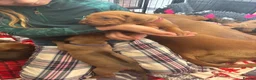 Rhodesian Ridgeback dogs for sale: Exceptionally Health Tested KC Ridgeback Puppies - Advert 10