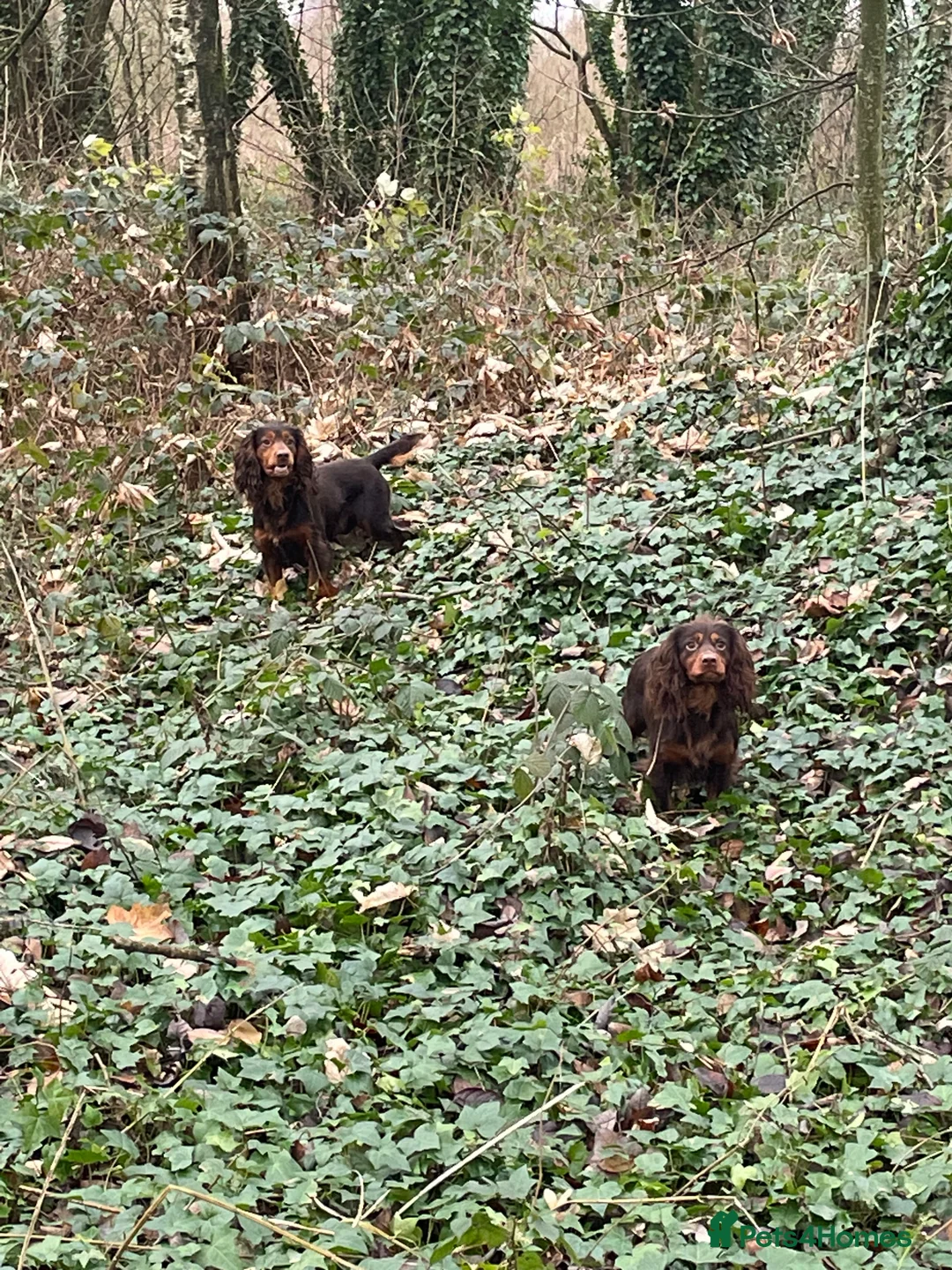 Cocker Spaniel dogs for stud: Working Cocker Spaniel KC STUD in Wigan - Advert 10