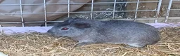 Guinea Pig rodents for sale: Loads of Bonded boar guinea pigs for sale - Advert 4