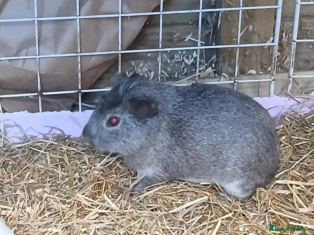 Guinea Pig rodents for sale: Loads of Bonded boar guinea pigs for sale - Advert 4