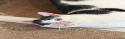 Mixed Breed cats for sale: Black and white cat  - Advert 7