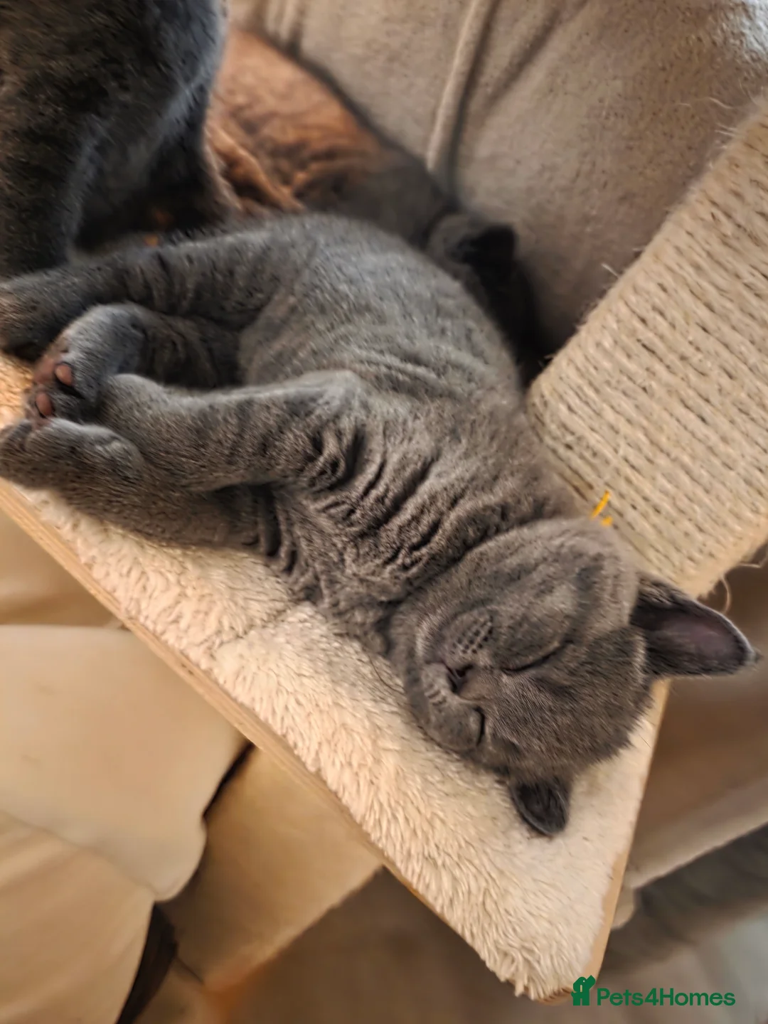 British Shorthair cats for sale:  Gccf British shorthair kittens champion lines 🏆 - Advert 7