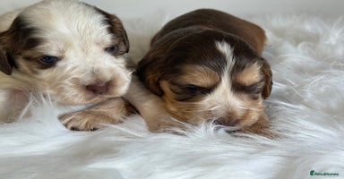 Cocker Spaniel dogs - Advert 4