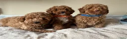 Cavapoochon dogs for sale: Cavapoochon puppies  - Advert 9