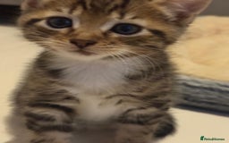 British Shorthair cats for sale: Beautiful kittens  - Image 10