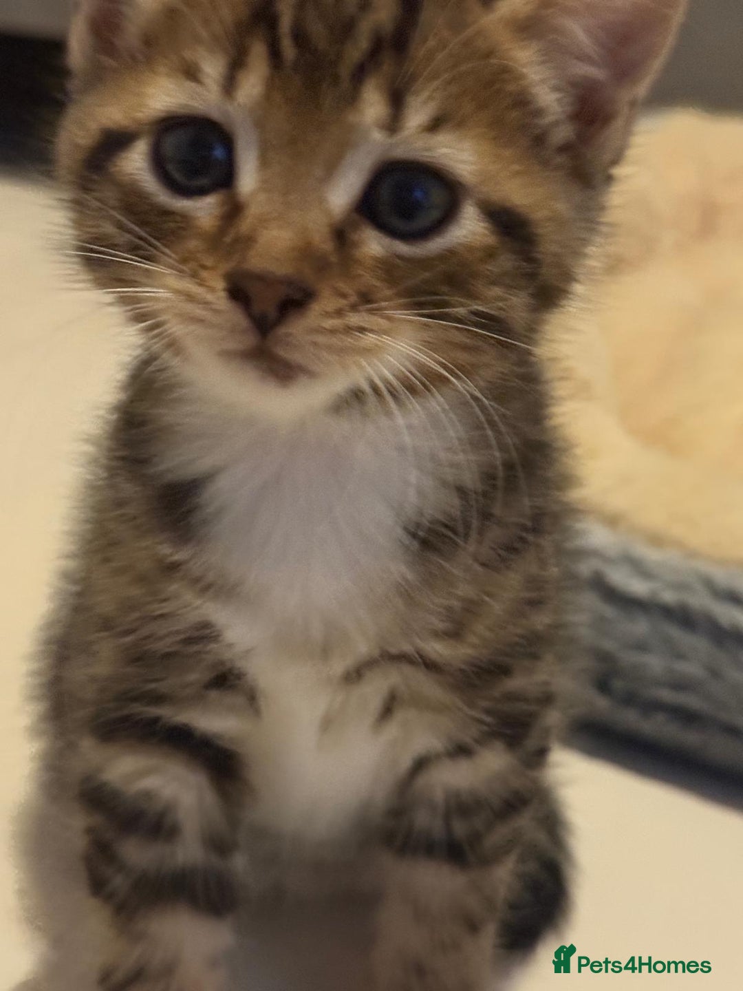 British Shorthair cats for sale: Beautiful kittens  - Image 10