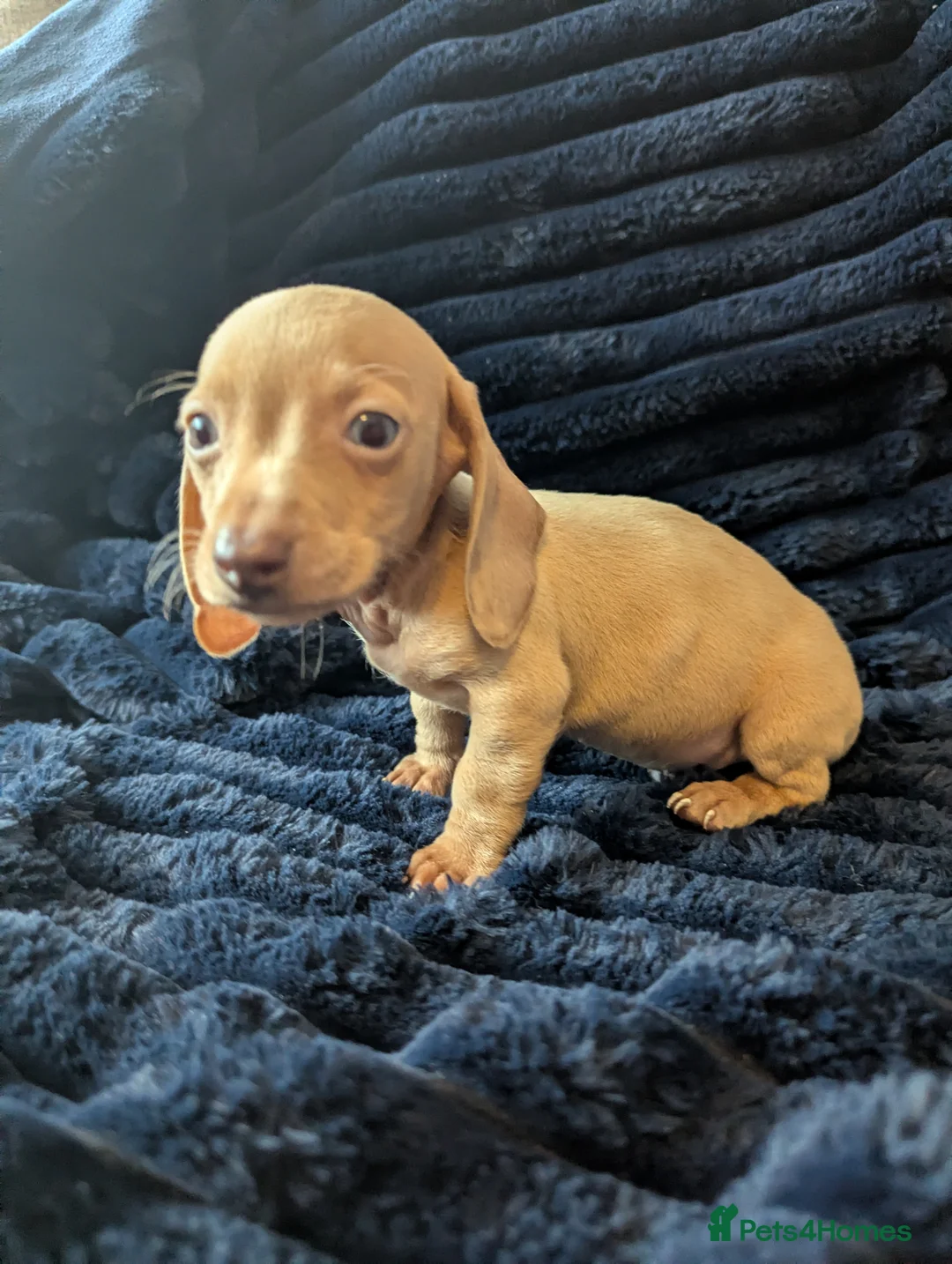 Miniature Dachshund dogs for sale: Miniature dachshund puppies  - Advert 19