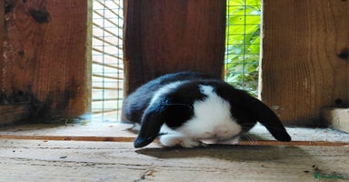 Mini Lop rabbits - Advert 11