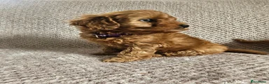 Cavapoo 3