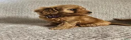 Cavapoo dogs for sale: F1b Cavapoo Puppies!!  - Advert 21