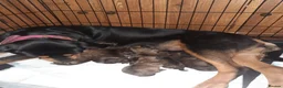 Mixed Breed dogs for sale: Rottweiler cross Shih Tzu puppies in Nottingham - Advert 1