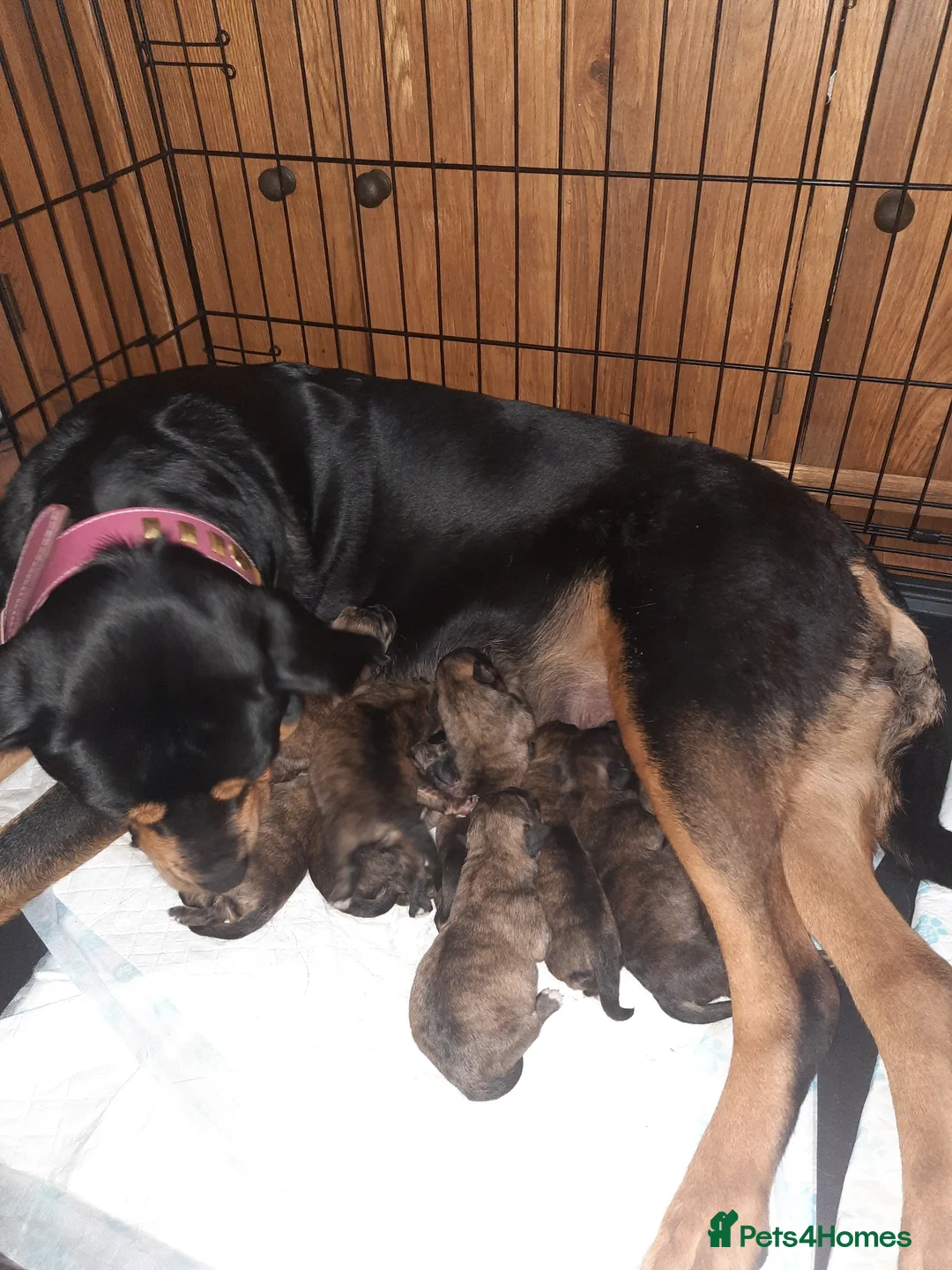 Mixed Breed dogs for sale: Rottweiler cross Shih Tzu puppies in Nottingham - Advert 1