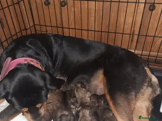 Mixed Breed dogs Rottweiler cross Shih Tzu puppies - Advert 9