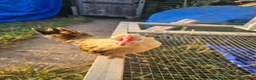Chickens poultry for sale: 2 Serama chickens - Advert 8