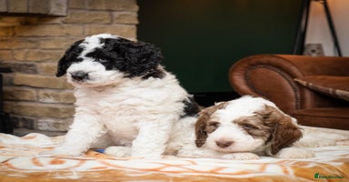 Bernedoodle dogs - Advert 5