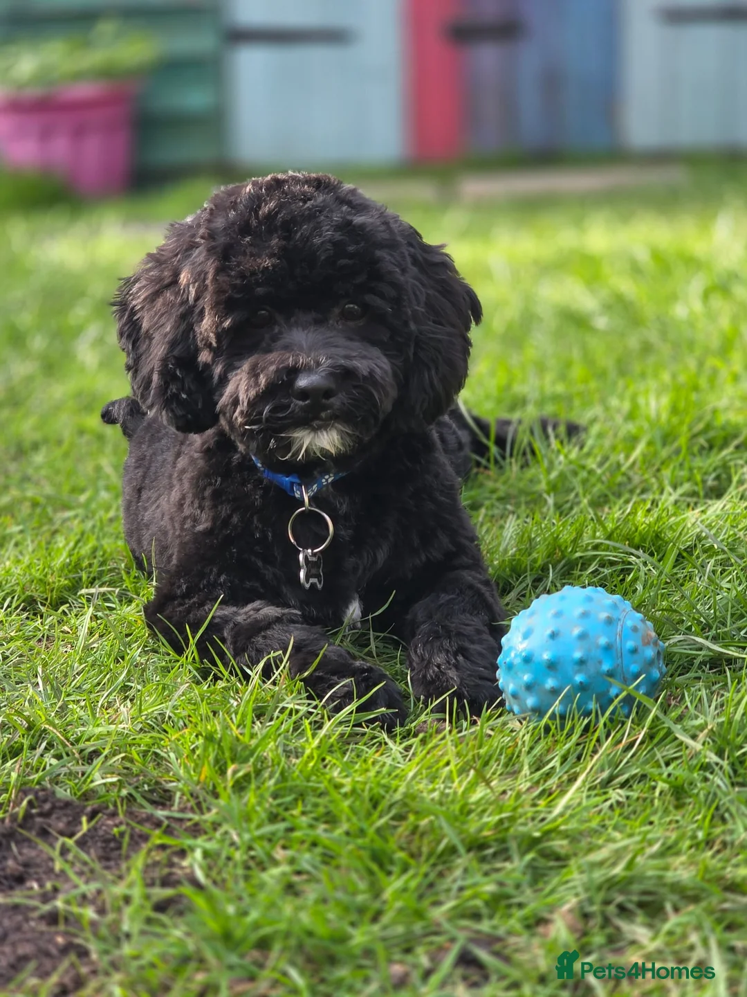 Shihpoo dogs for stud: Toy Shih-Poo Stud – Cookie  - Advert 9