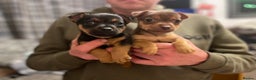 Jack Russell dogs for sale: Beautiful docked miniature Jack Russell puppies - Advert 3