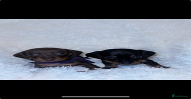 Miniature Dachshund dogs - Advert 15