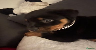 Rottweiler dogs - Advert 4