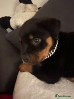 Rottweiler dogs - Advert 2