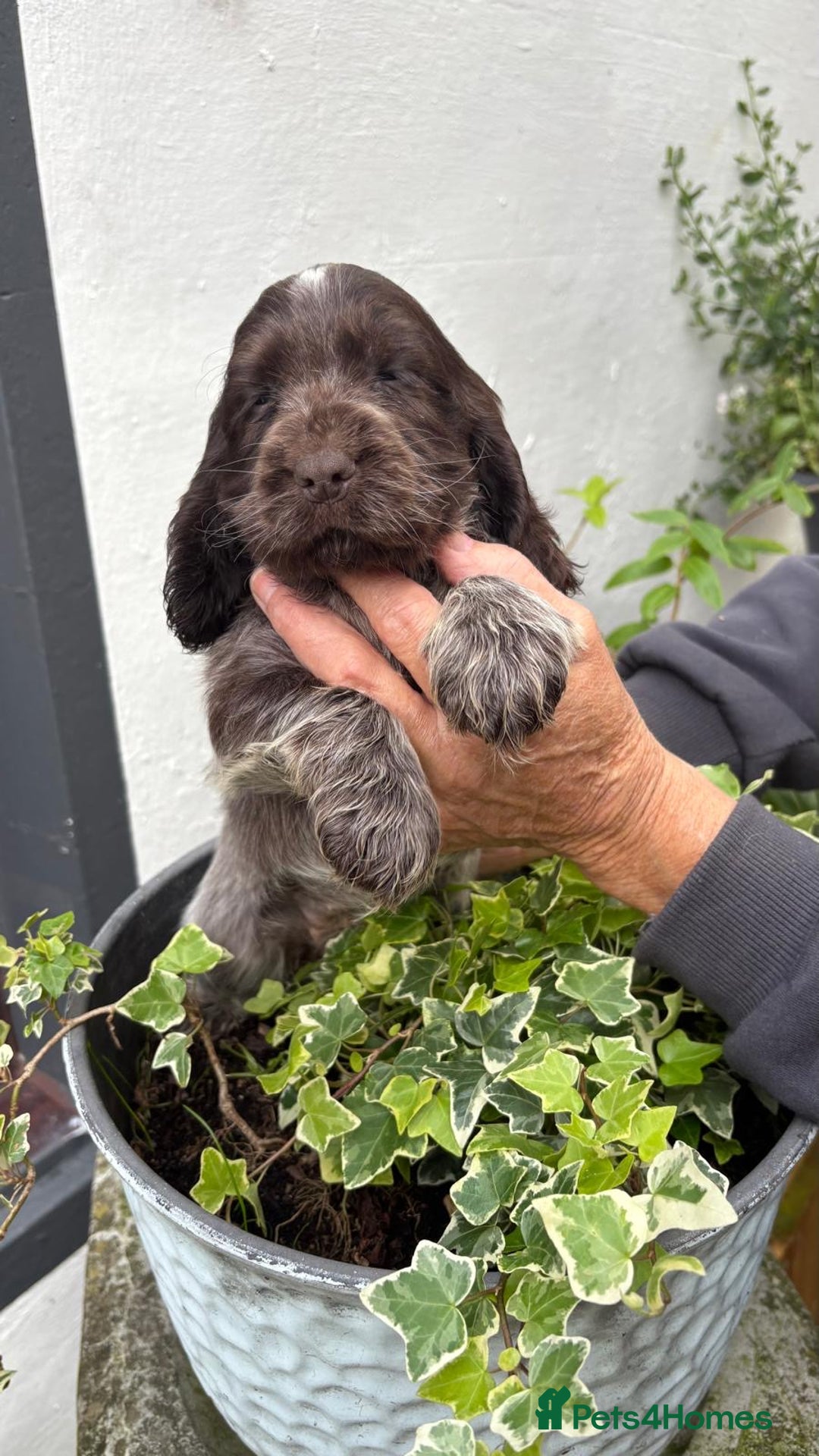 Cocker Spaniel dogs for sale: Show cocker spaniels  - Image 22