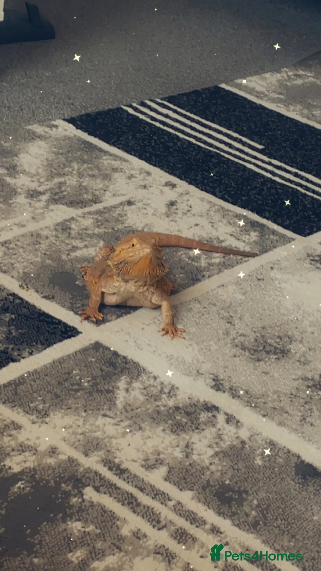 Bearded Dragon reptiles for sale: Bearded dragon and set up for sale - Advert 1