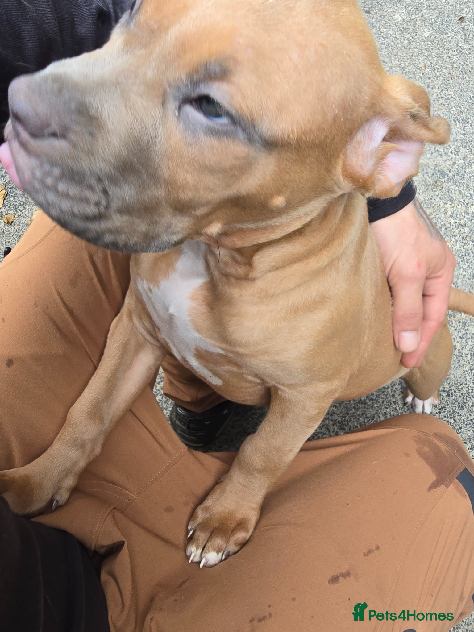 American Bulldog dogs American bulldog puppies - Advert 20