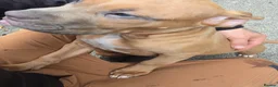 American Bulldog dogs for sale: American bulldog puppies - Advert 1