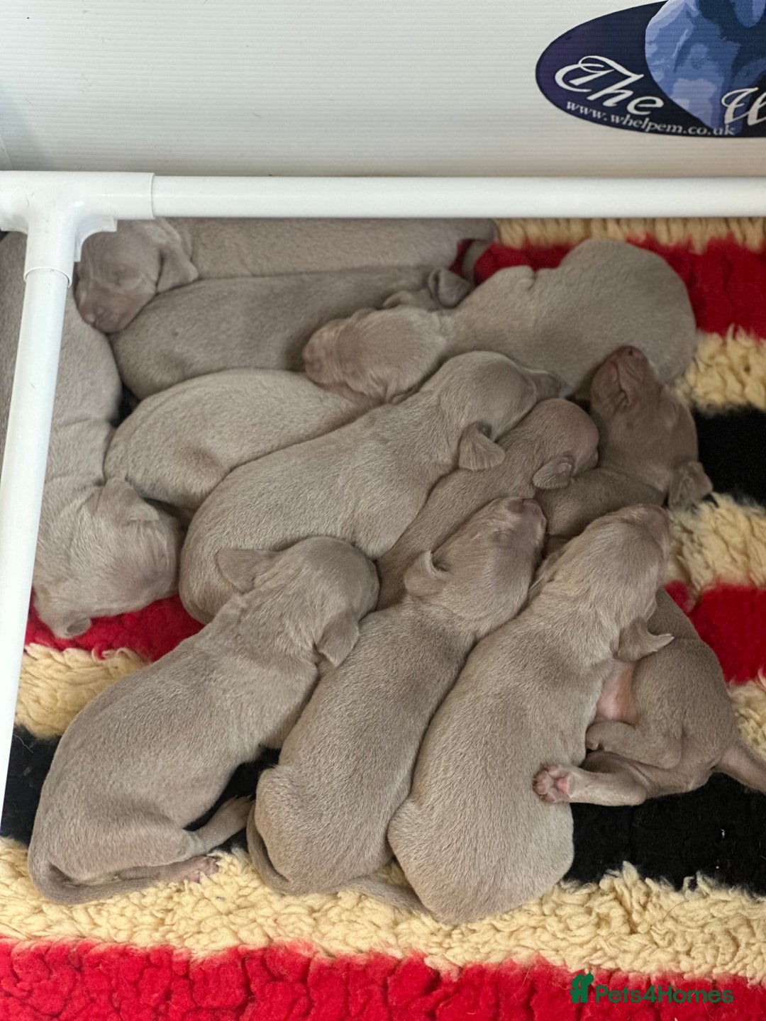 Weimaraner dogs for sale: Weimaraners  - Advert 4