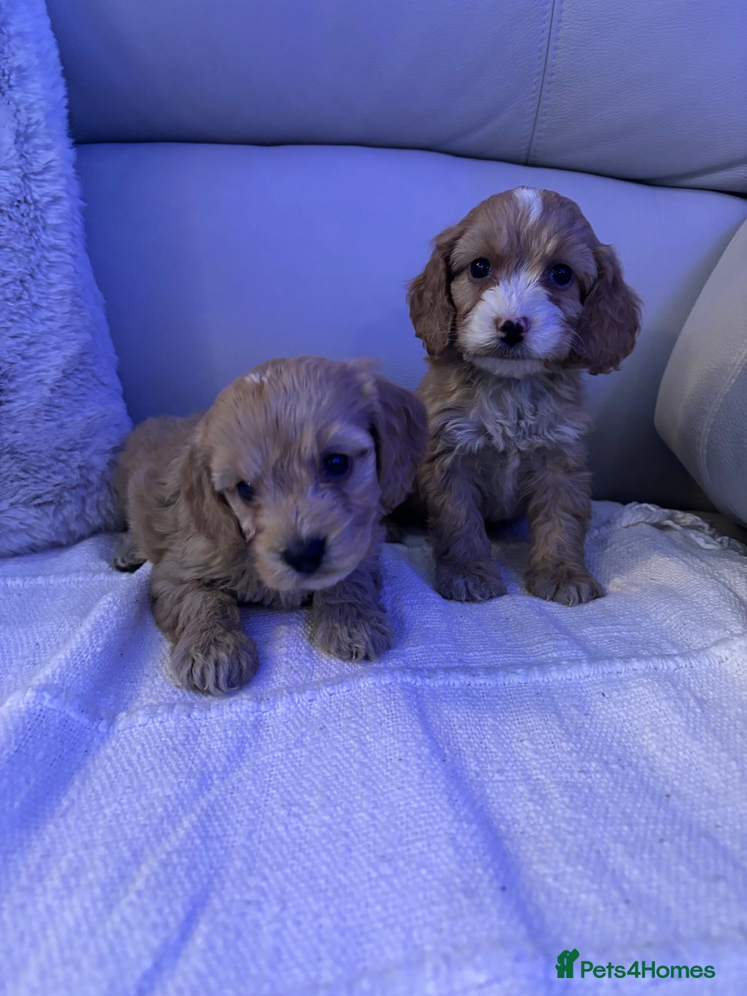 Cockapoo dogs for sale: 🐶🐶 cockerpoo puppies 🐶🐶 - Advert 18