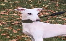 Italian Greyhound dogs for stud: MR RALPH AT STUD ( HEALTH TESTED ) - Image 4