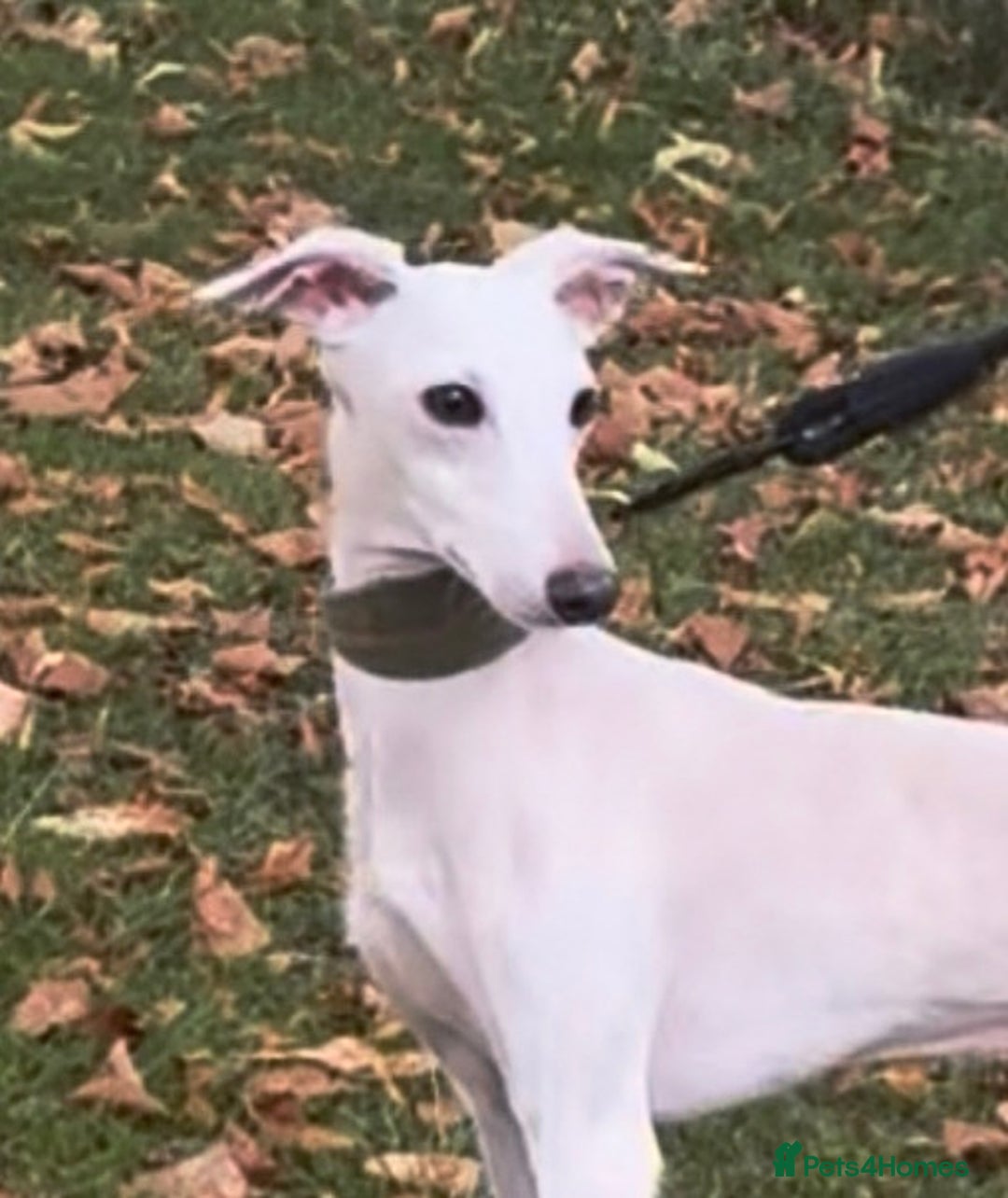 Italian Greyhound dogs for stud: MR RALPH AT STUD ( HEALTH TESTED ) - Image 4