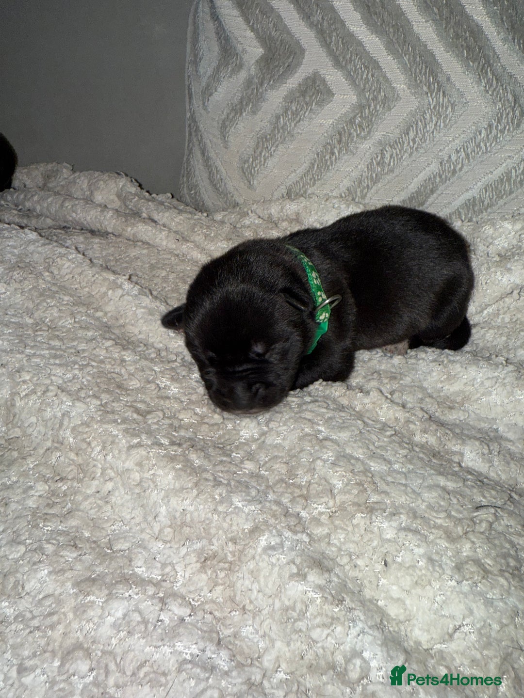 Mixed Breed dogs for sale: Cane corso hybrid Akita’s  - Advert 13