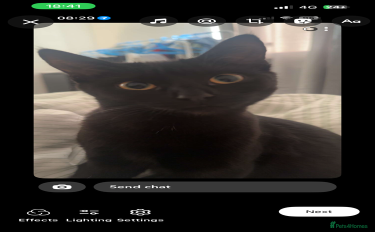 Mixed Breed cats - Advert 8