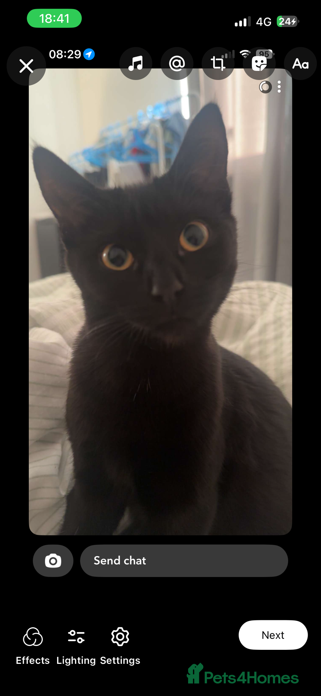 Mixed Breed cats for sale: female cat - Image 1