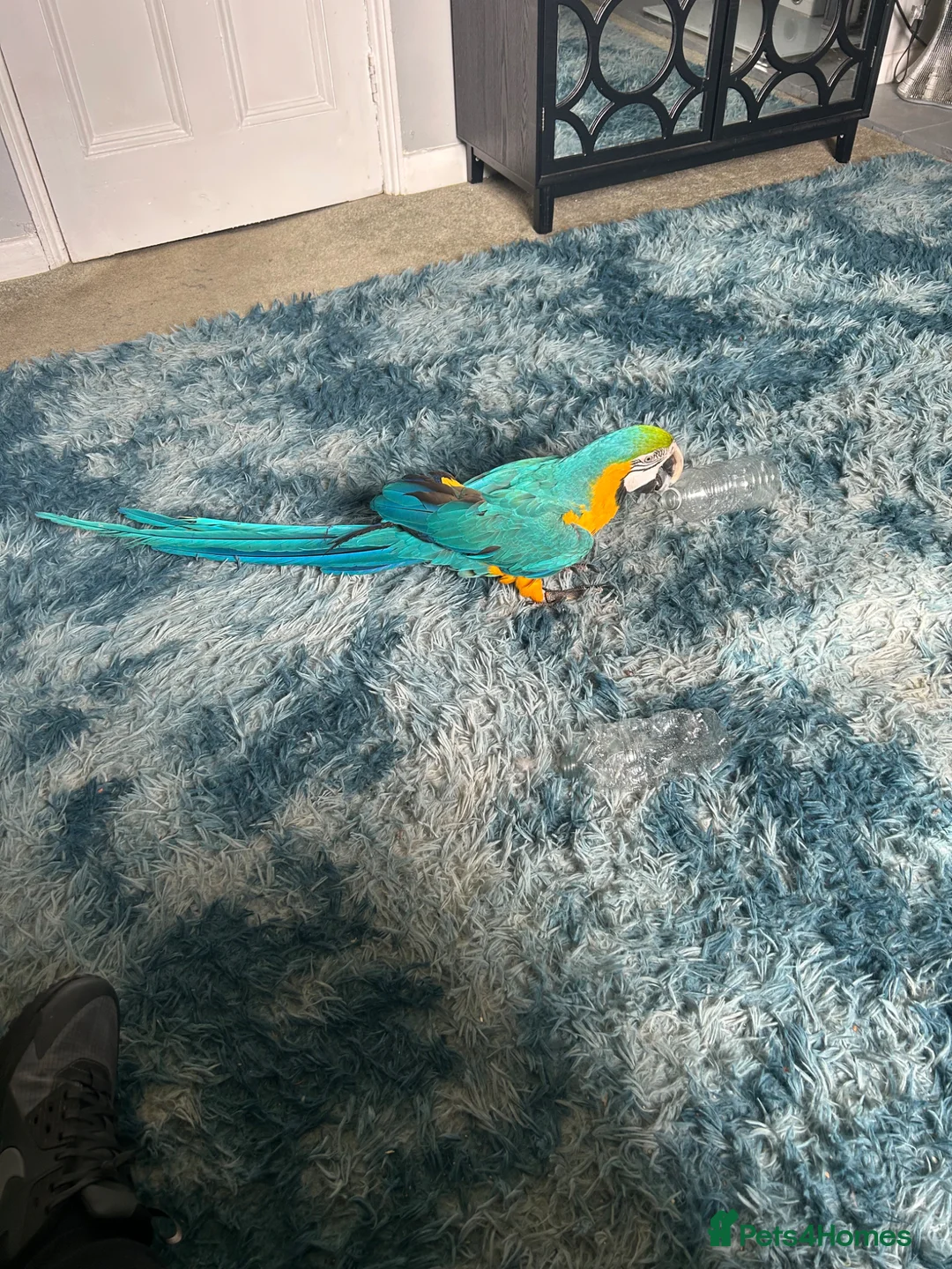 Macaws birds for sale: Blue & gold female macaw - Advert 2