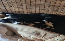 Sprollie dogs for sale:  springer x collies  - Image 4