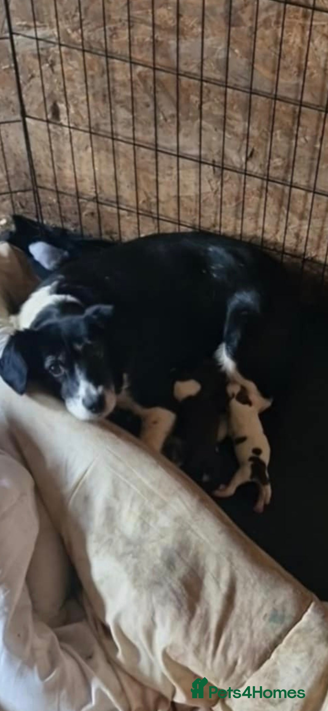 Sprollie dogs for sale:  springer x collies  - Image 4