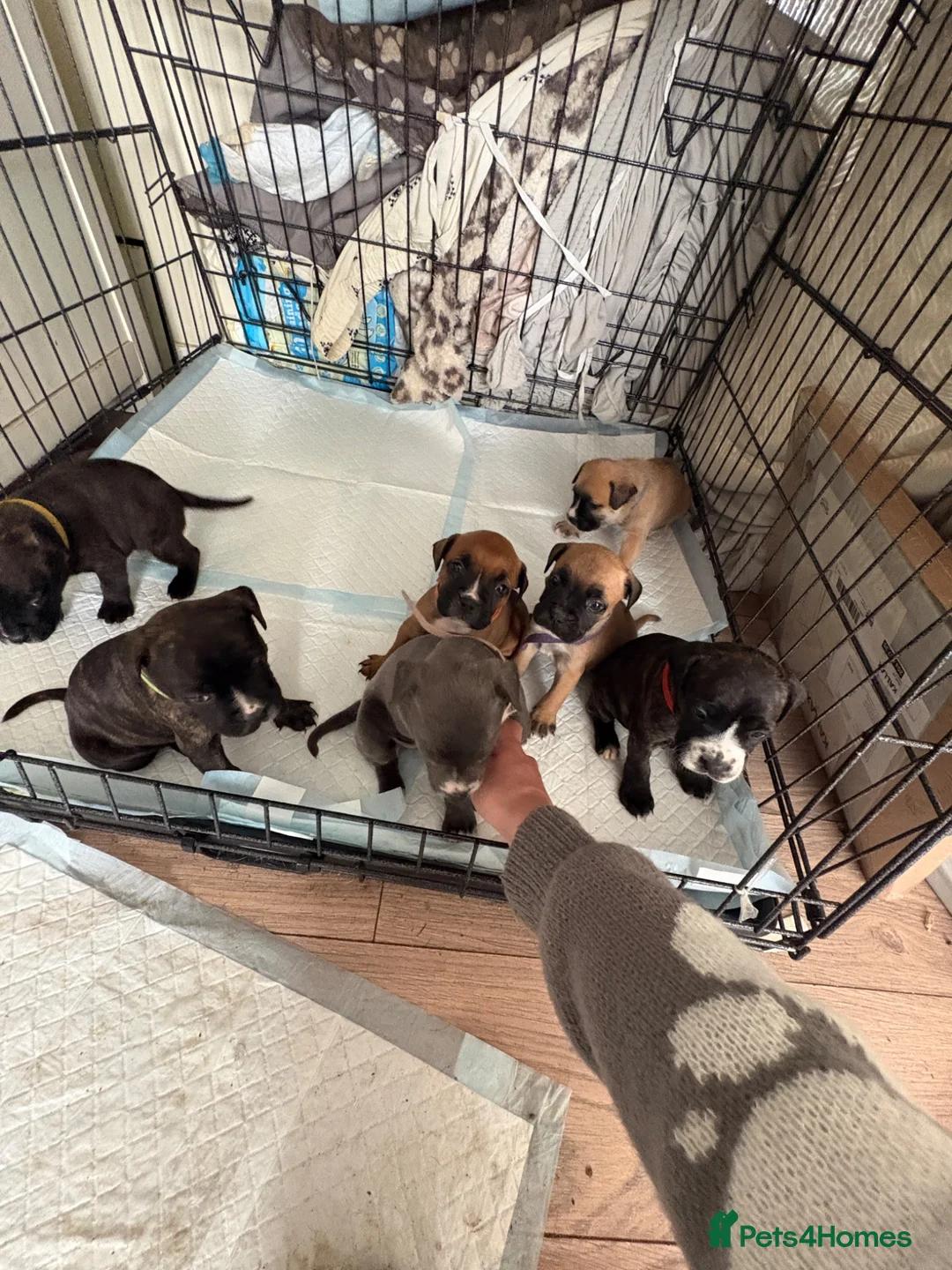 Mixed Breed dogs for sale: Beautiful five week old puppies - Advert 1