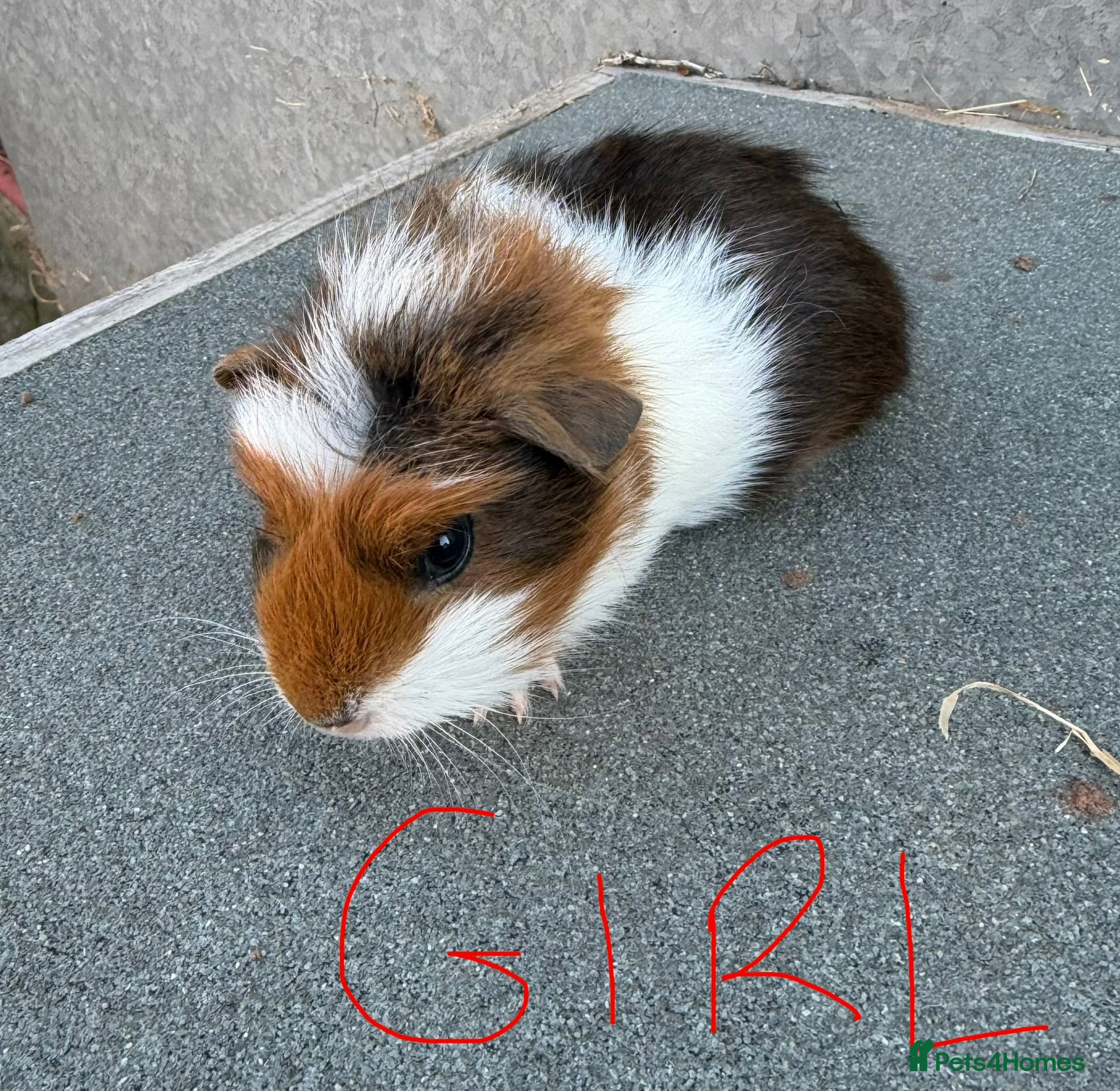 Guinea Pig rodents Gorgeous colourful guinea pigs - Advert 17