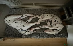 Dalmatian dogs for sale: Dalmațian puppies dogs - Image 19