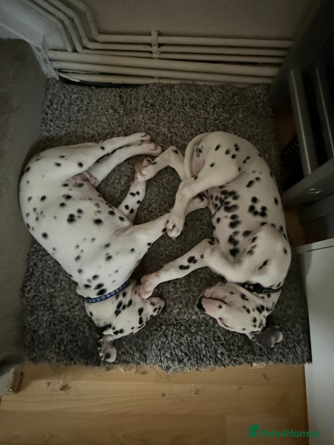 Dalmatian dogs for sale: Dalmațian puppies dogs - Image 19