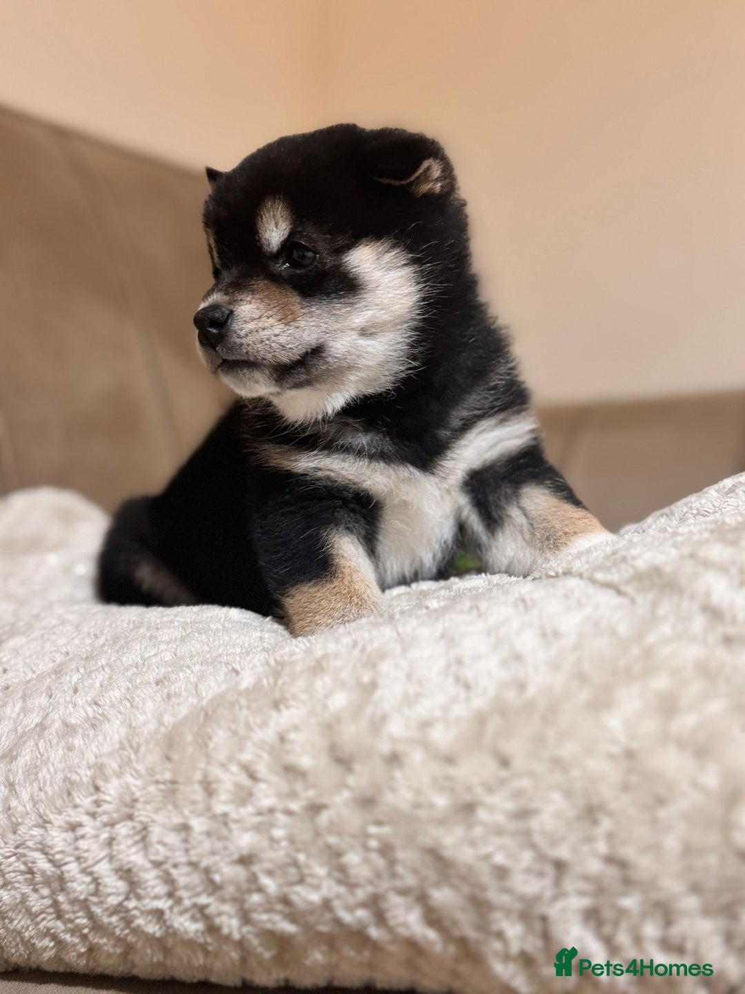 Japanese Shiba Inu dogs for sale: Health tested Japanese Shiba Inu  - Advert 6